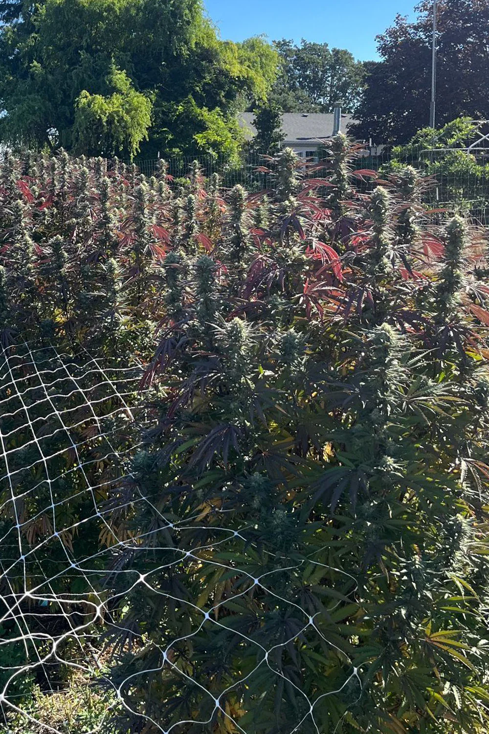 Uniformity Redefined, Growth Revolutionized